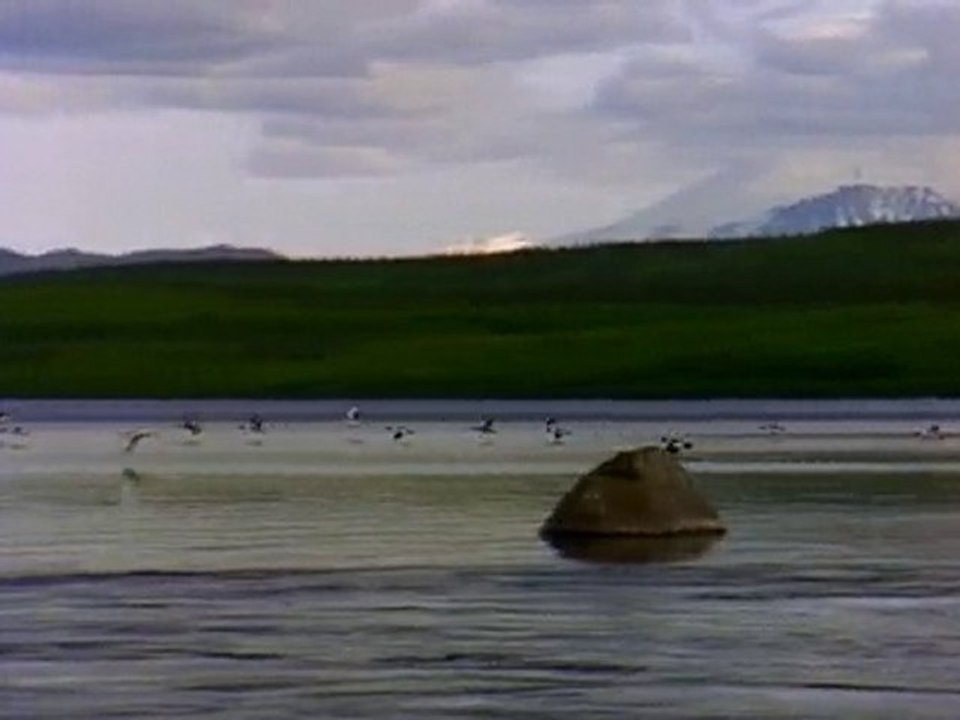 Des mouettes et un lac