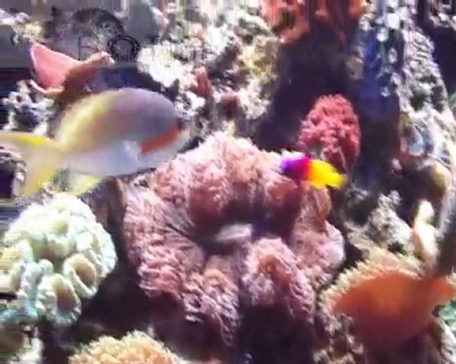 BOTIA Akwarium, Część trzecia