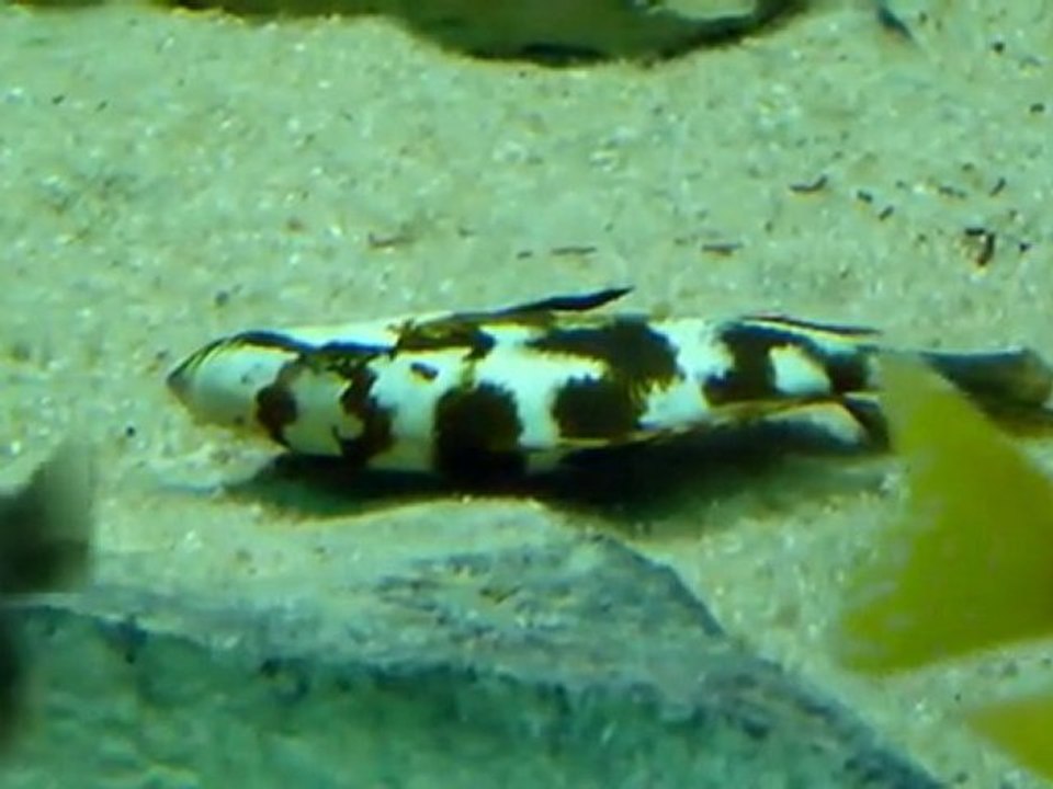 Best Malawi Aquarium - Part4