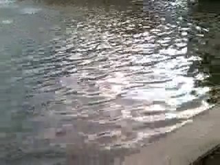 Petite baignade