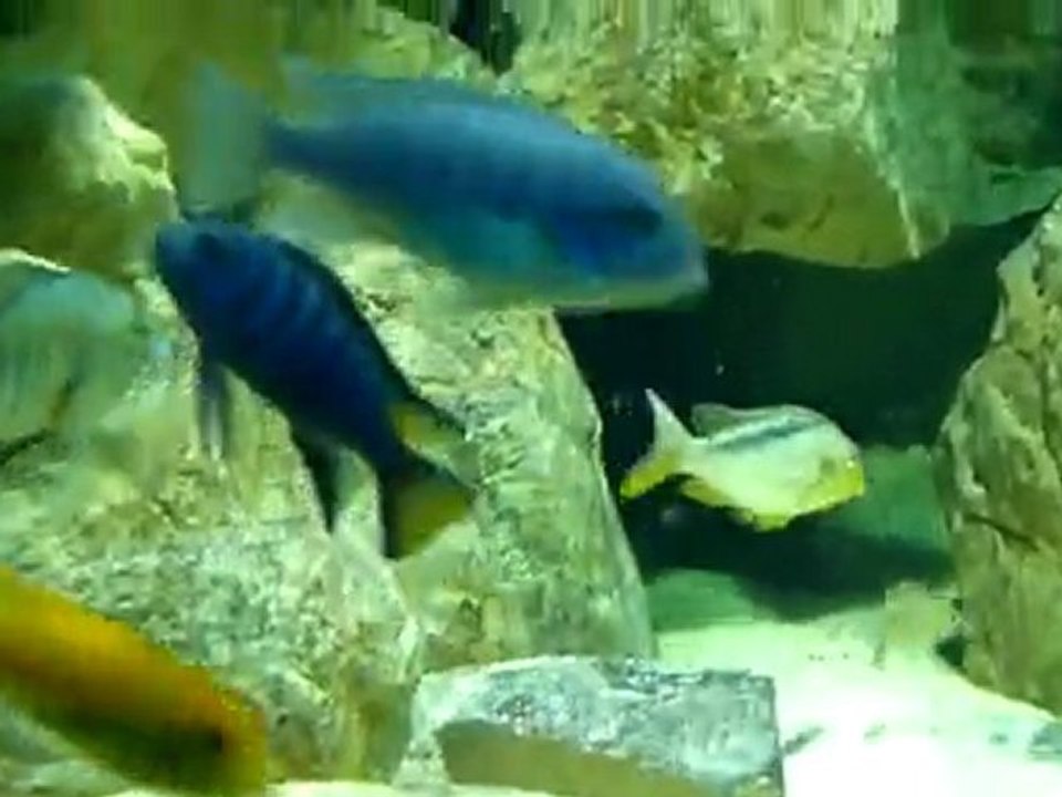 Best Malawi Aquarium - Part5