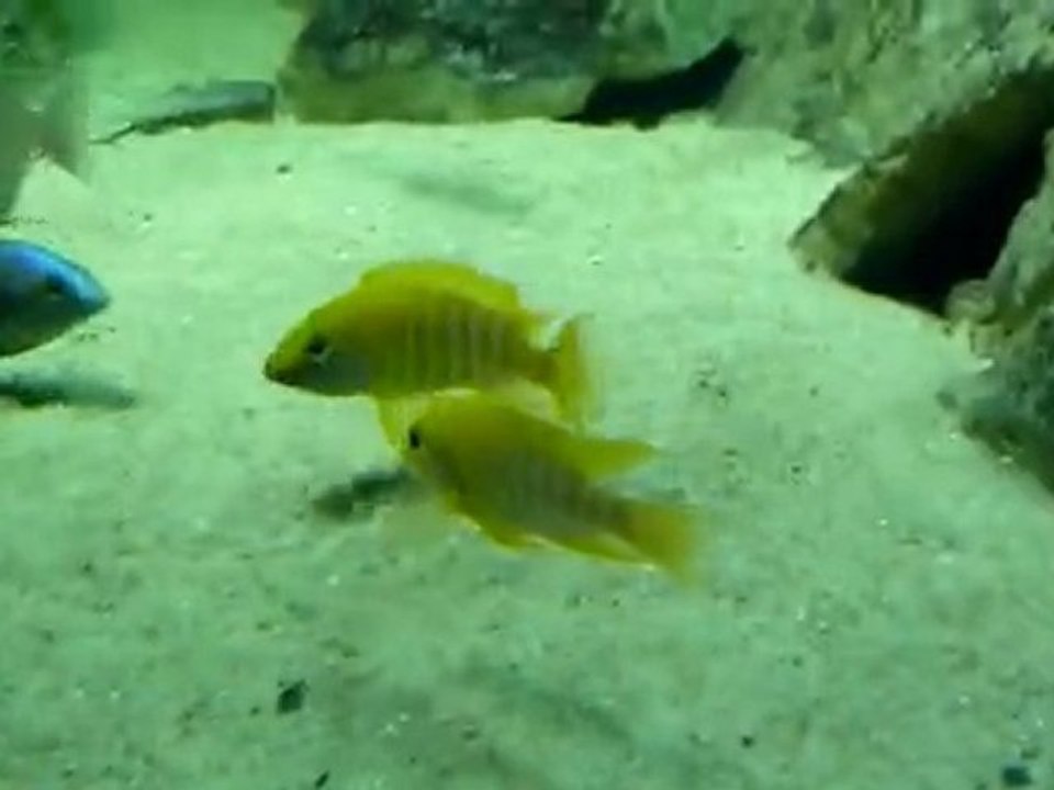 Best Malawi Aquarium - Part7