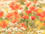 English Countryside – Flowers in Kent – Poppy Field
