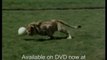 Funny lion; Christian the cute lion cub from Harrods pt1