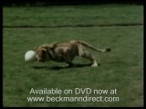 Funny lion; Christian the cute lion cub from Harrods pt1