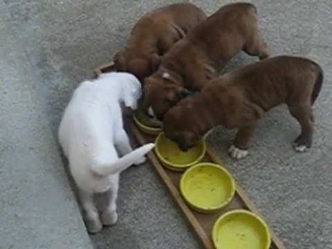 portée d'Anaïs et de Valdo du 04/06/2010