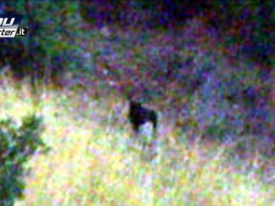 La pantera palermitana finalmente in foto