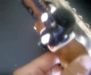 entrainement dressage avec judith et nérobie