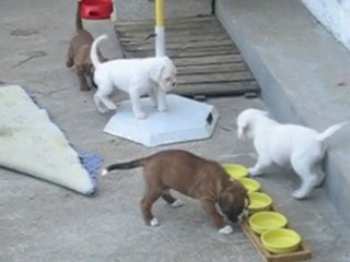 portée d'Anaïs et Valdo du 04/06/2010