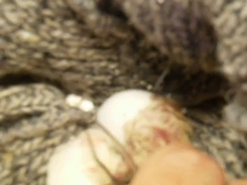 kroukrou sortant de sa coquille avec mon aide 3