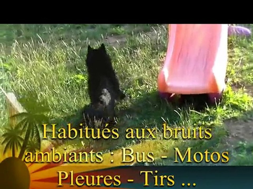 chiot berger belge groenendael groendael husky