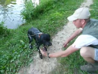 Djinn des chefs de rang natation