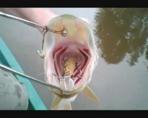 VIDEO LUNETTE CAMERA PECHE