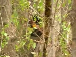 (Paintball) para despedidas de soltero en Logroño