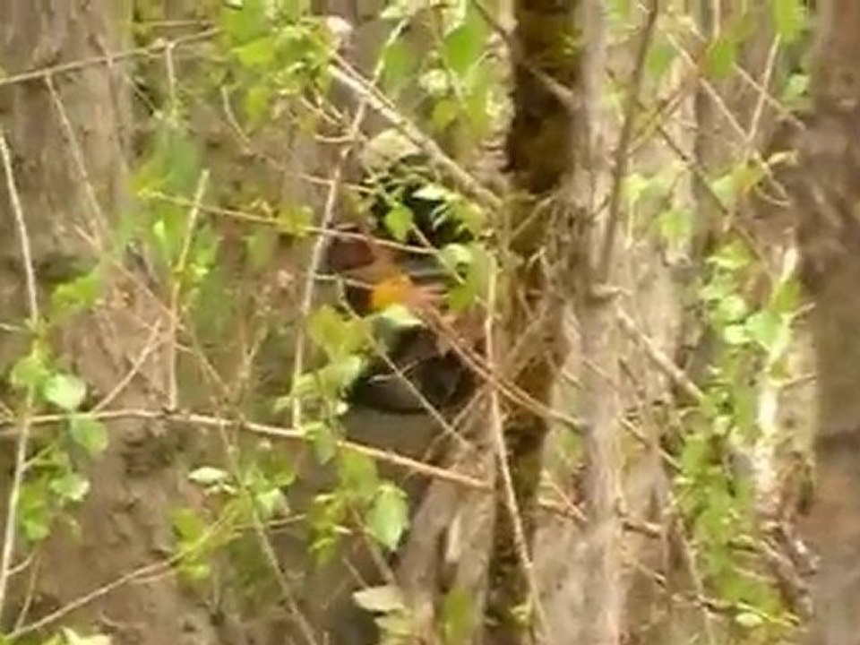 (Paintball) para despedidas de soltero en Logroño