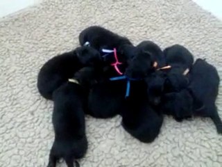 Chiots Chelsea x Furie - Jour 6 - n°1