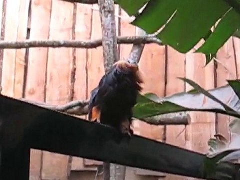 Zoo la Boissière du Doré : petits singes