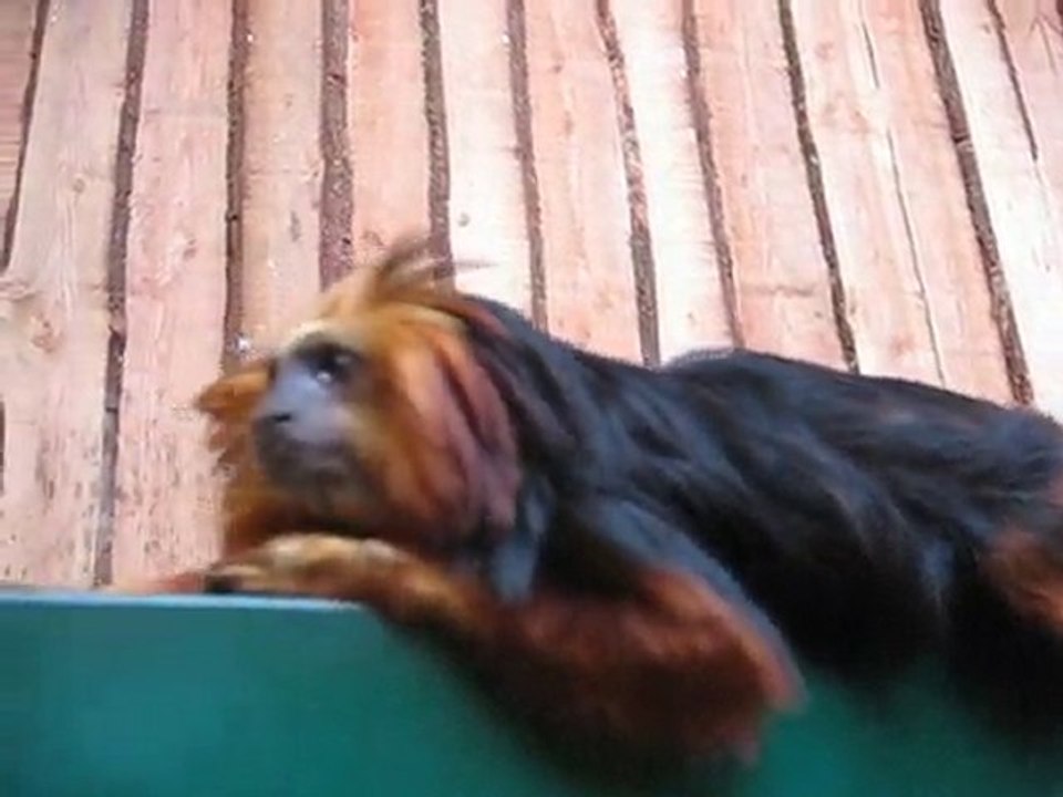 Zoo la Boissière du Doré : petit singe