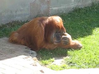 Zoo la Boissière du Doré : Major 48 ans