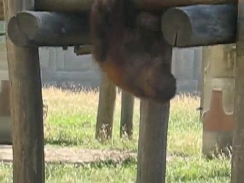Zoo la Boissière du Doré : singes joueurs