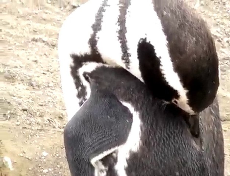 Magellanic penguins