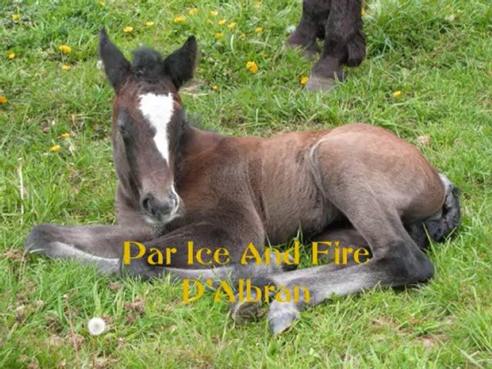 Les poulains de l'année 2010 de l'élevage de Vuzit