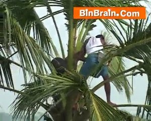 Toddy Tapping in Kumarakom