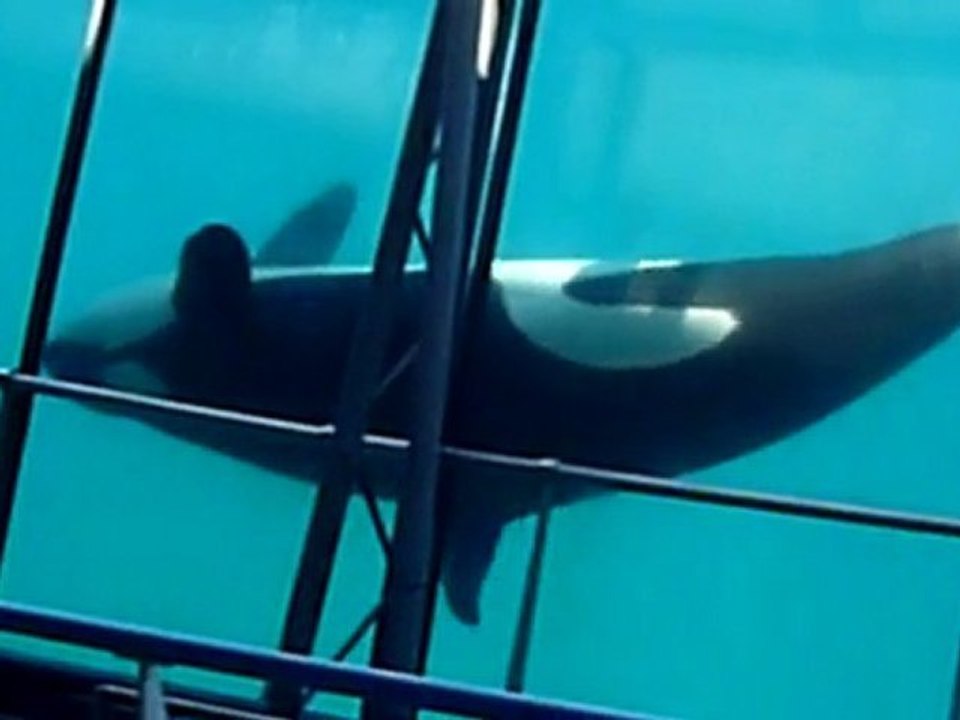 marineland 183