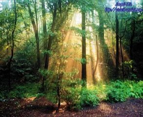 Mehmet YILMAZ Allı turnam