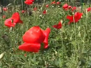 Les abeilles par Luc Bulot