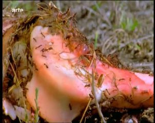 les nettoyeurs de la savane (3 et fin)