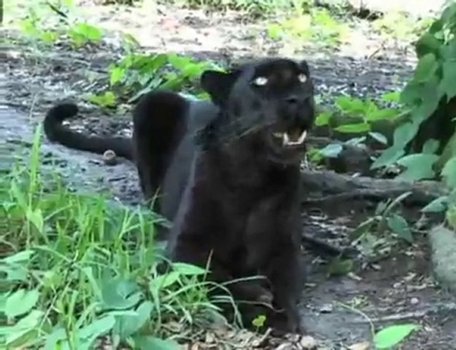 Big Cat Rescue PSA