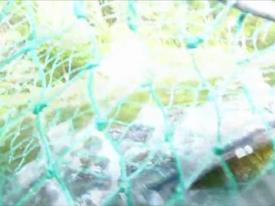 Amber Lake, Alaska - Bears, Fishing ,Run