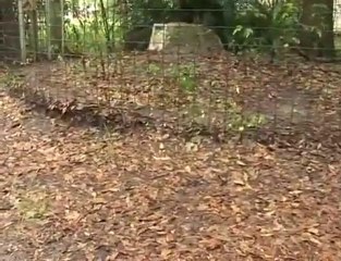 CARACAL Species Spotlight