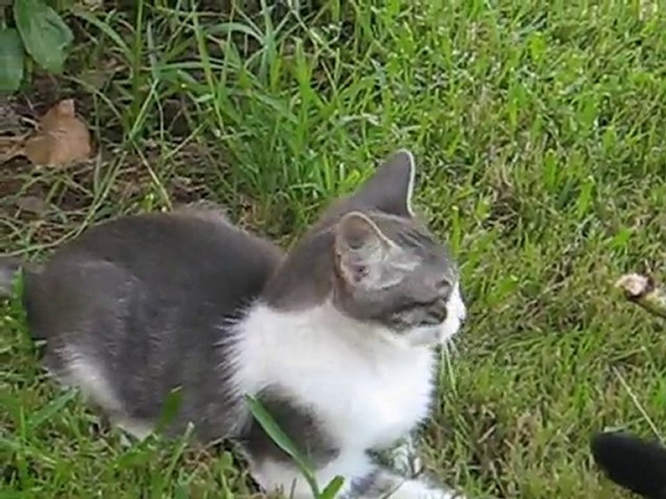 kedi sevgisi
