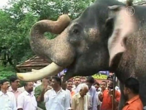 Без комментариев: в Индии омолаживаются слоны