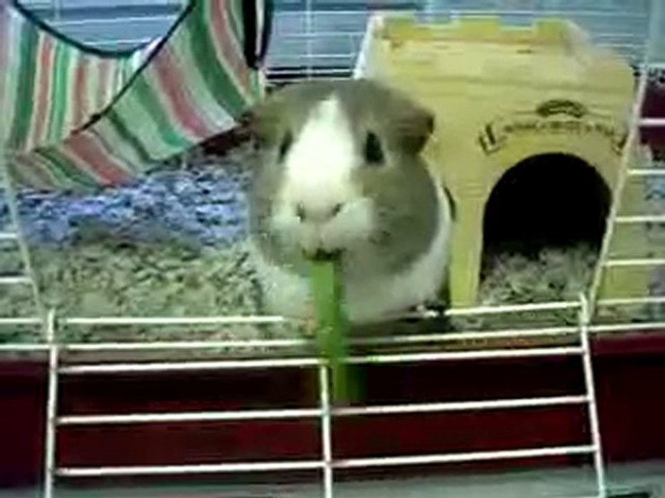 guinea