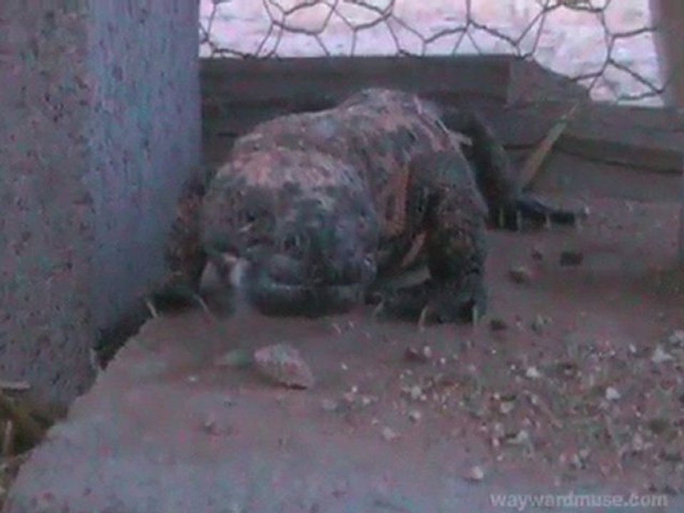 Duck vs. Gila Monster