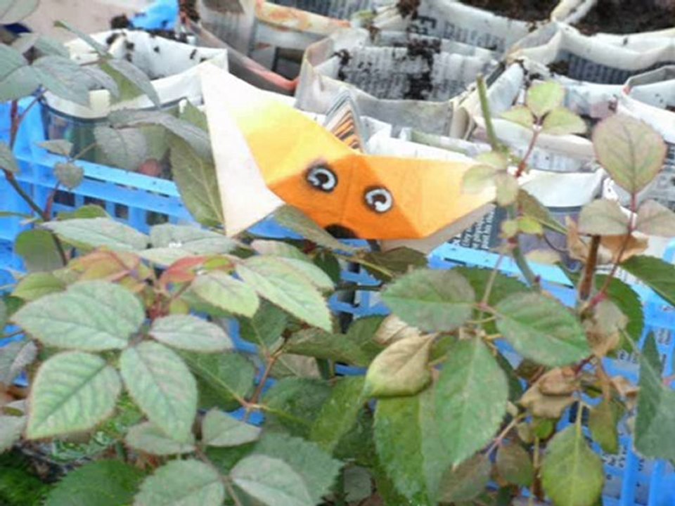 topotigre