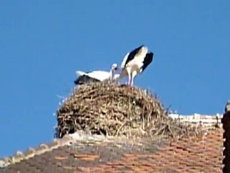 Des cigognes qui claquent du bec