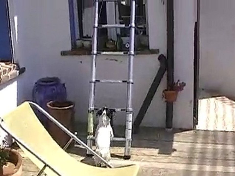 jack russel revelation nouveau chien zemmour