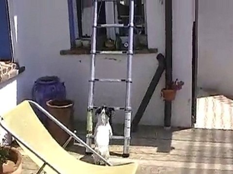 jack russel revelation nouveau chien zemmour