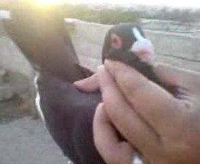 Fehmi ateş kara müsevvet tanıtım  www.guvercinrehberi.com