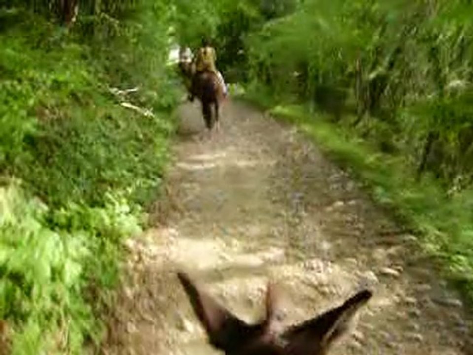 29.6.10balade-équidés (16)