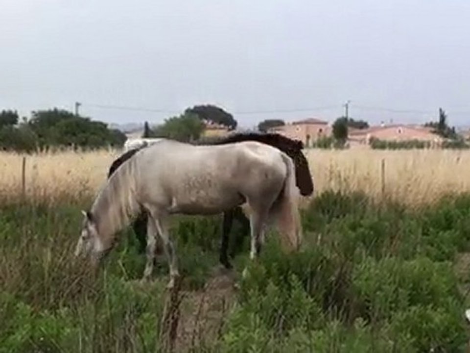 Paloma et Sambista au pré