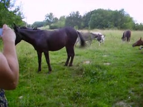 29.6.10balade-équidés (45)