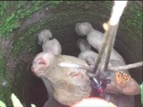MESVRES : Récupération d'un veau dans un puits