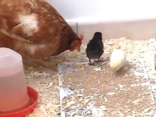 Poussins du 1er juillet 2010