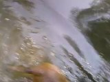 falco dans l'eau