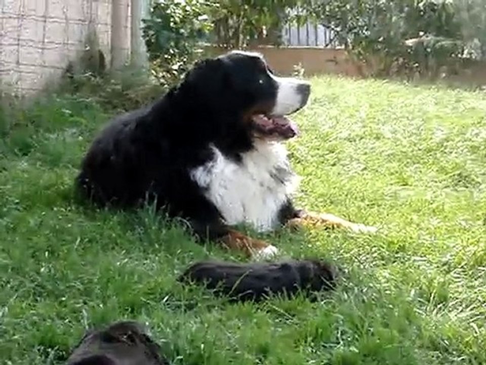 portee-chapxdjazz-2010 - Djazz et sa fille